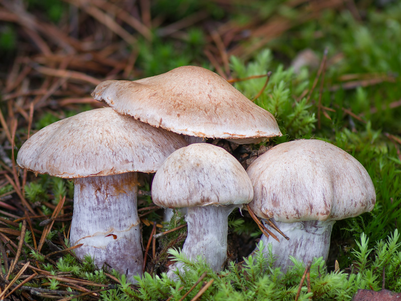 Cortinarius quarciticus